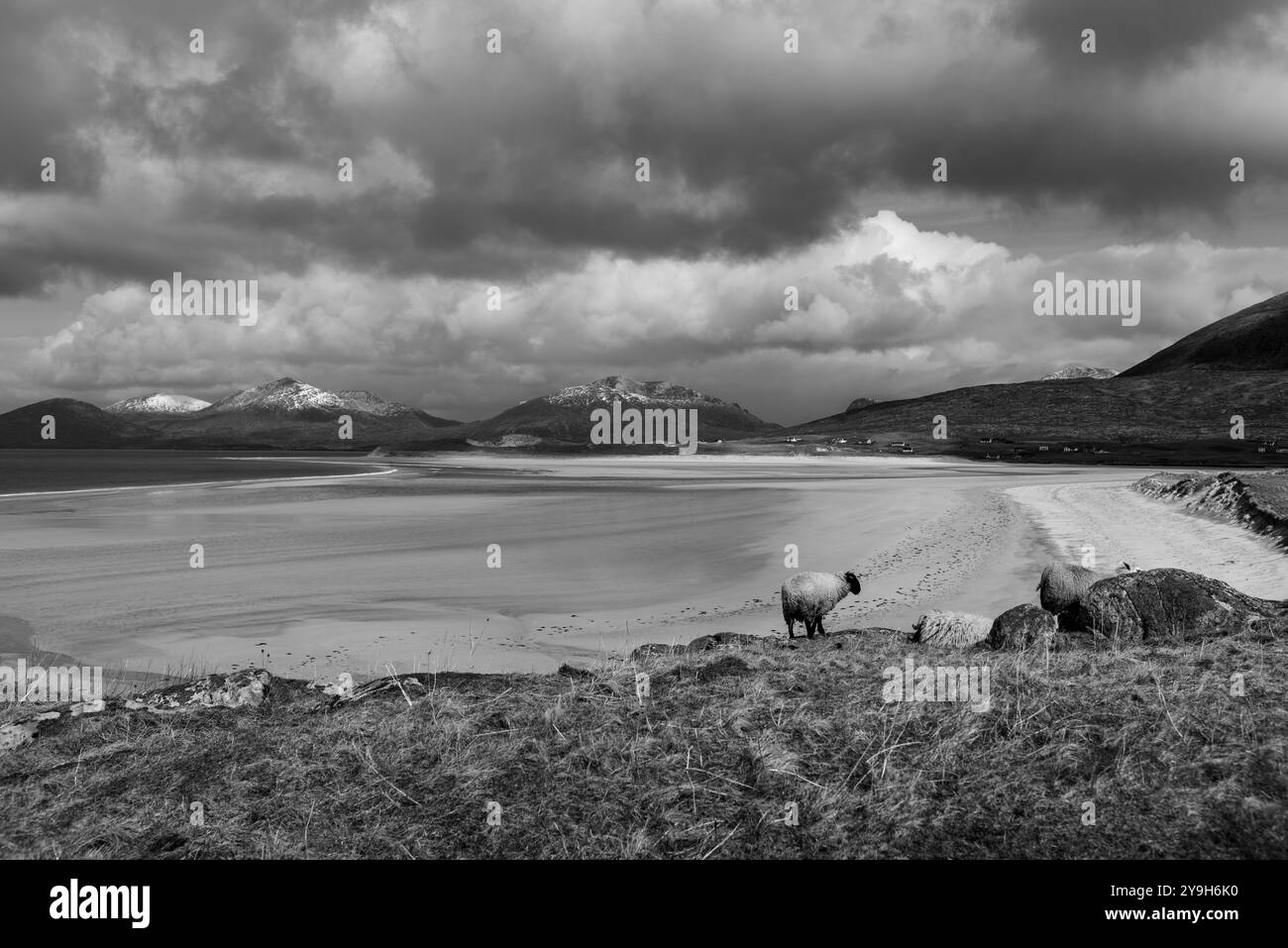 Le pecore pascolano su una collina erbosa che si affaccia sulla spiaggia di Seilebost con montagne sullo sfondo sotto un cielo nuvoloso. Foto Stock