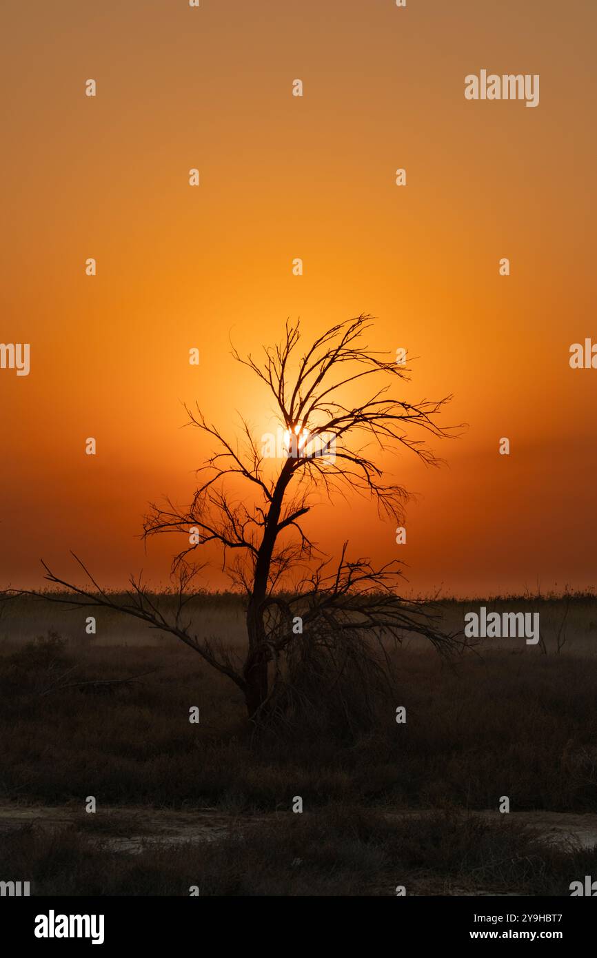 Splendida alba con un buon sfondo vicino al mare Arabico in Kuwait Foto Stock
