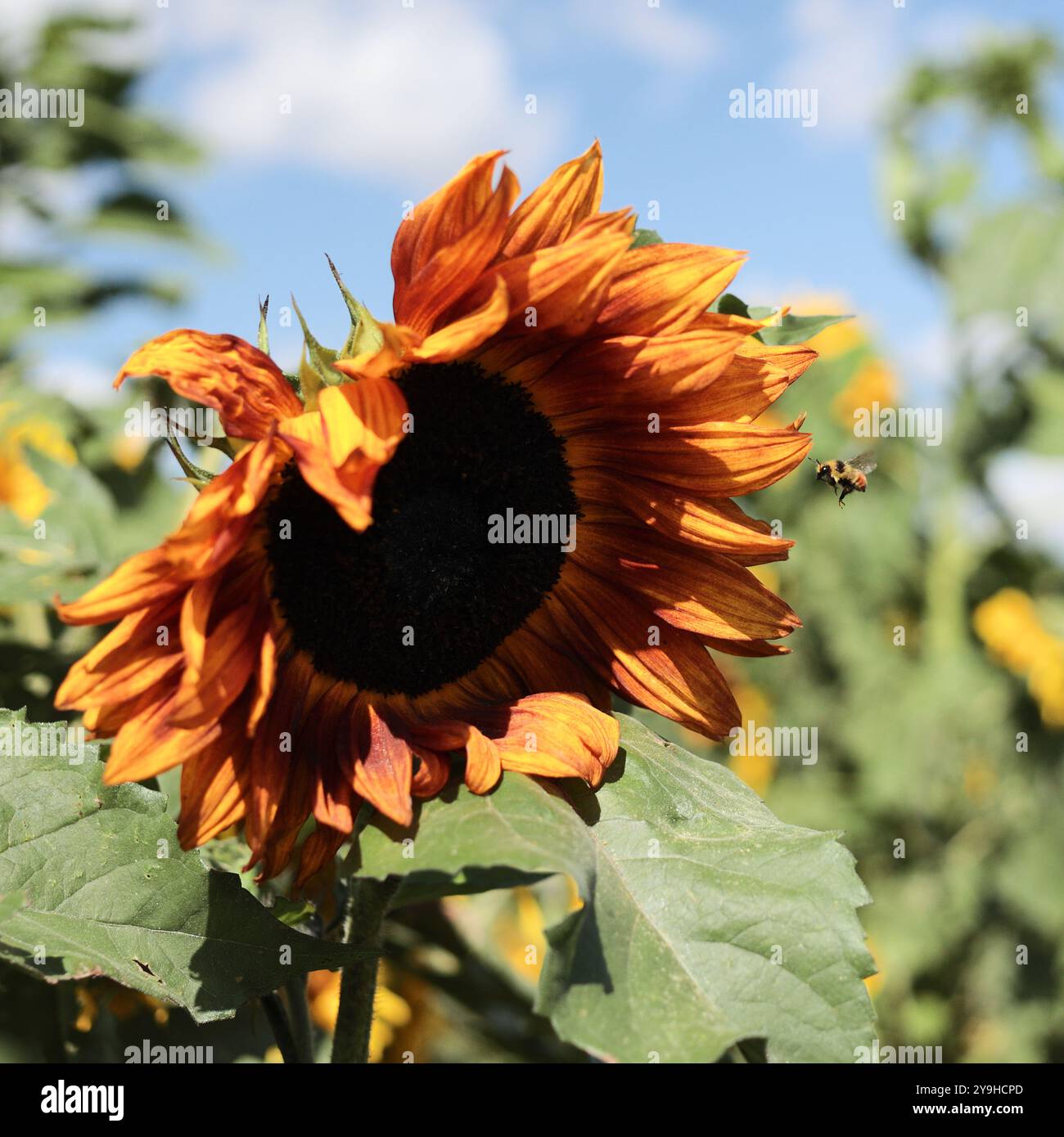 Un'ape si avvicina a un girasole arancione in fiore nel labirinto di girasole a Bowden, Alberta, Canada. Foto Stock