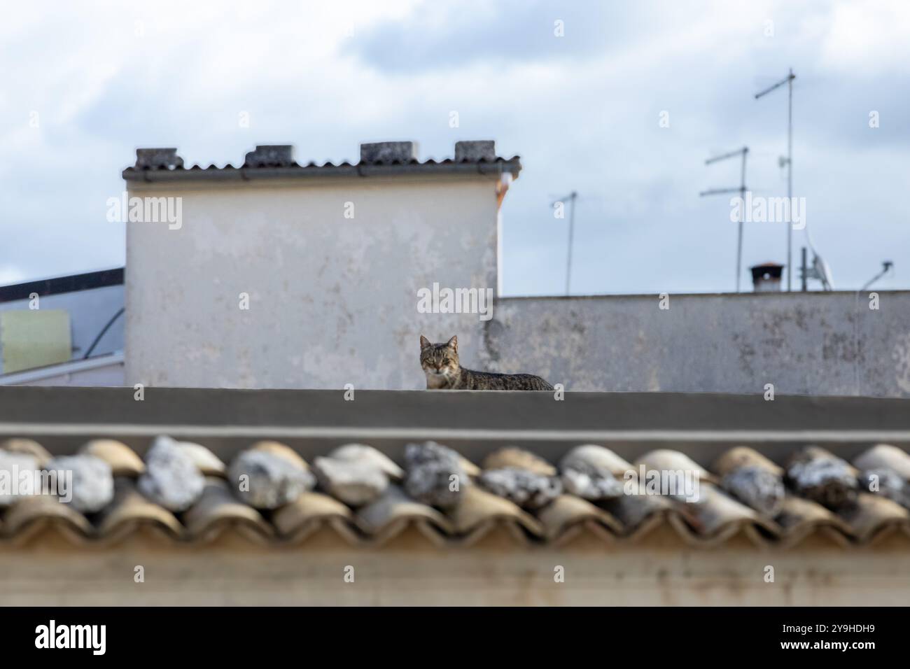gatto sul tetto di un vecchio ozio al sole, una casa in Sicilia Foto Stock