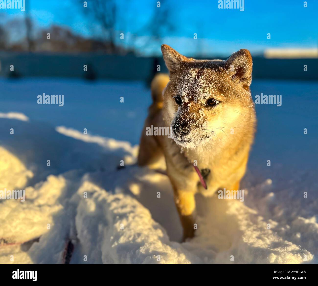 Adorabile cane rosso Shiba Inu che gioca con gioia sulla neve in un luminoso giardino invernale. Immagine di alta qualità, in cui sono ammessi gli animali domestici, perfetta per progetti stagionali, all'aperto o di stile di vita. Copia spazio. Foto Stock