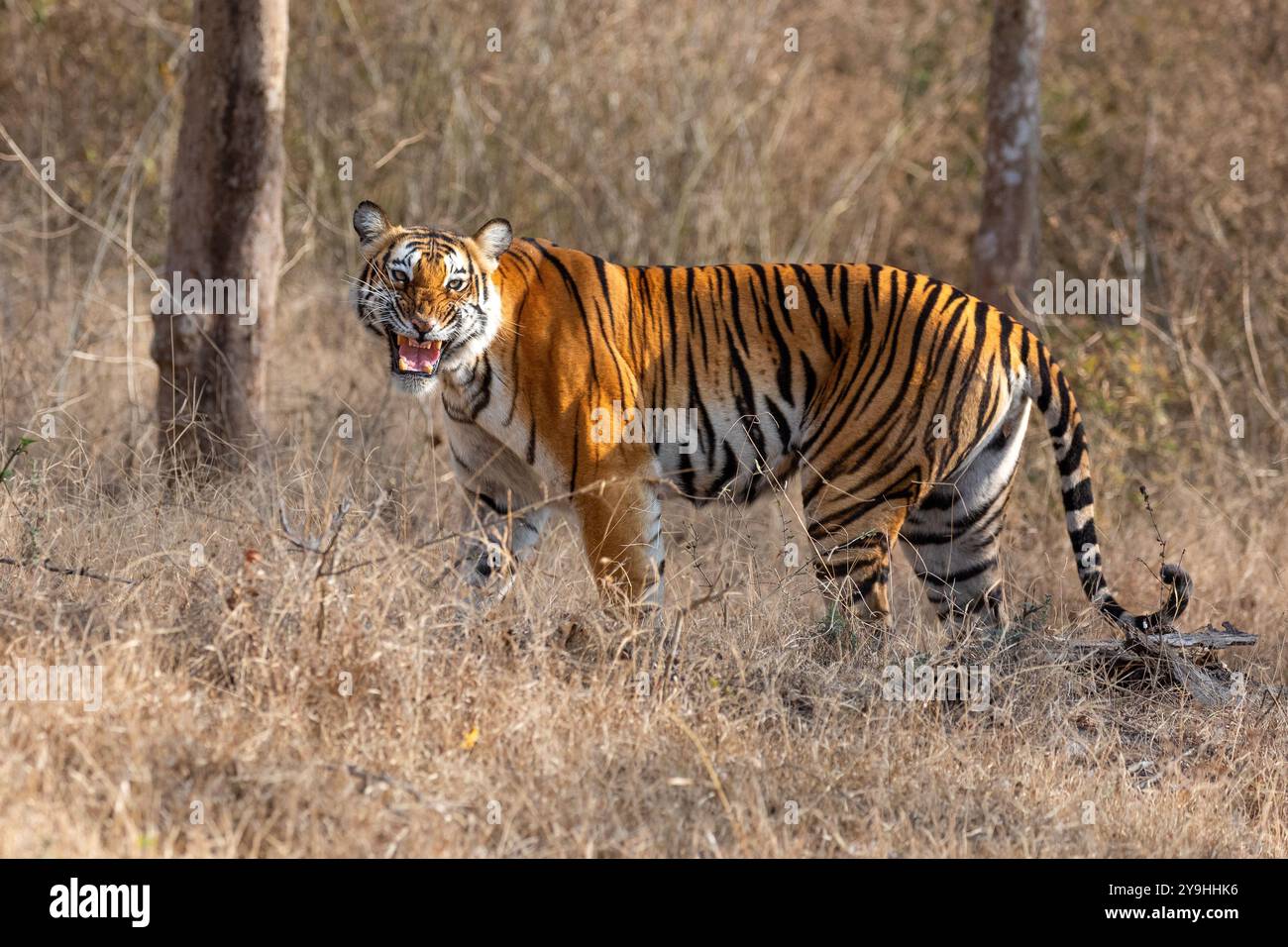Gli animali selvatici maestosi avvicinano il ritratto alla natura Foto Stock