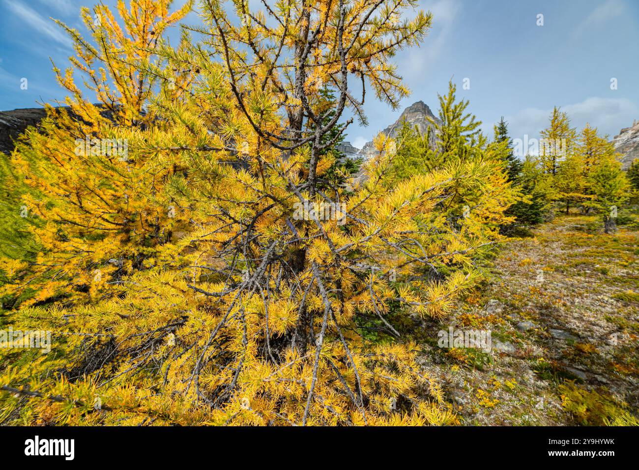 Splendide viste panoramiche autunnali al Sentinal Pass, Larch Valley a settembre, con neve leggera che copre l'incredibile paesaggio del Canada settentrionale, Foto Stock