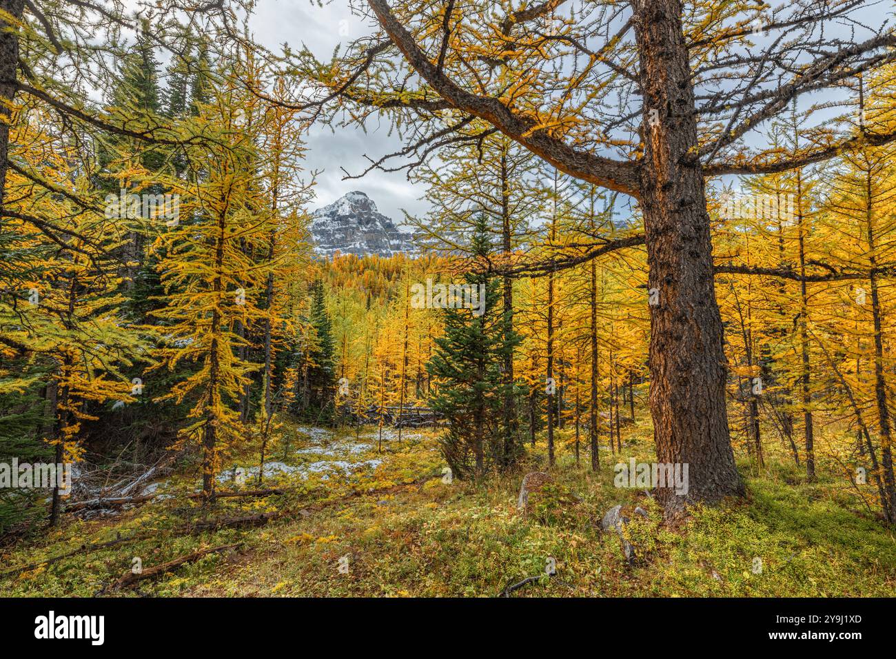 Splendide viste panoramiche autunnali al Sentinal Pass, Larch Valley a settembre, con neve leggera che copre l'incredibile paesaggio del Canada settentrionale, Foto Stock