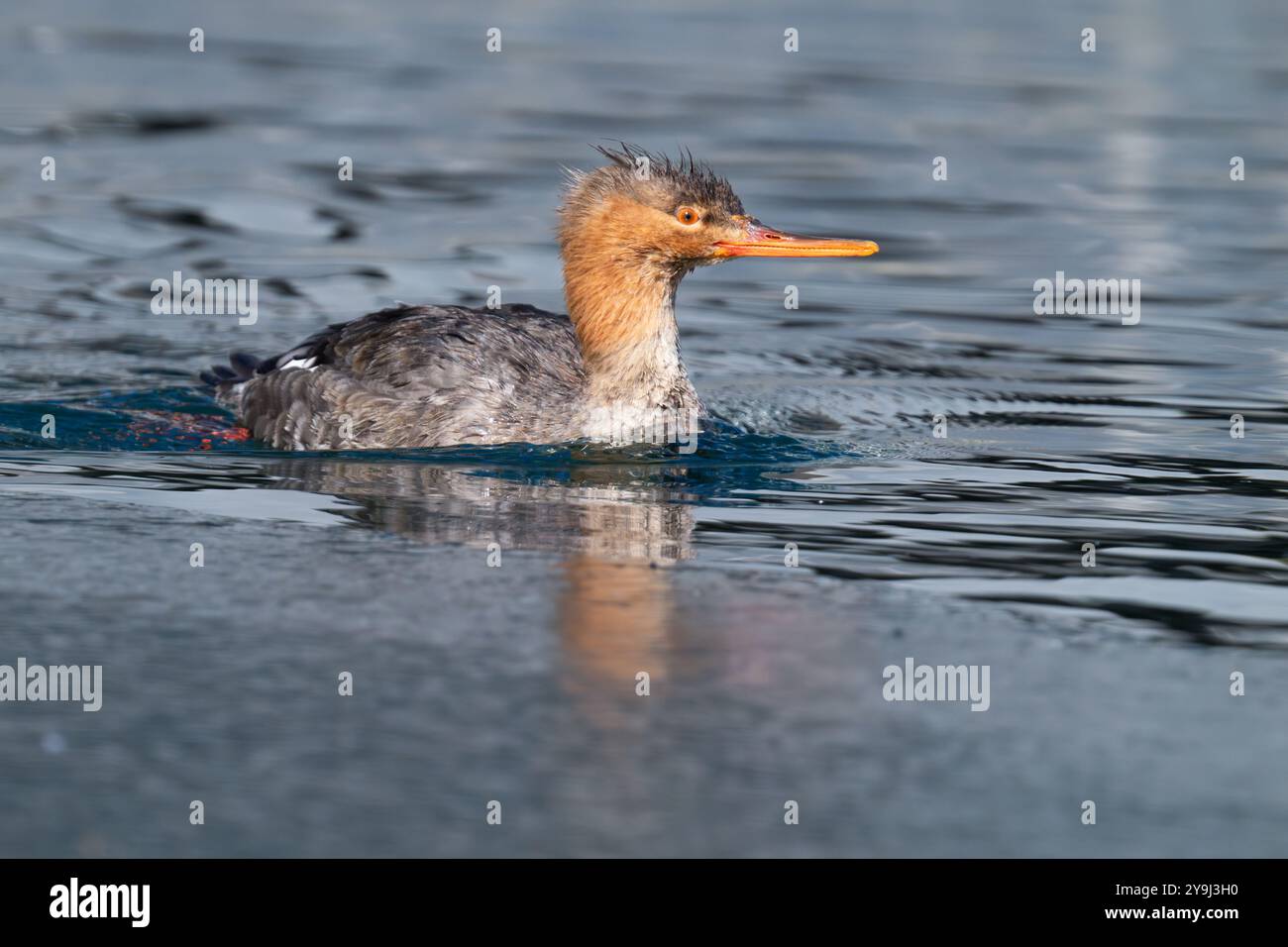 Un merganser dal petto rosso nuota su un lago parzialmente ghiacciato all'Humber Bay Park di Toronto, Ontario, Canada. Foto Stock