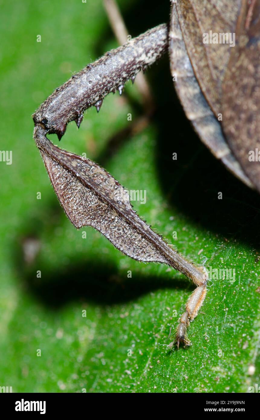 Foglia-footed Bug, Acanthocephala terminalis, close-up della zampa posteriore Foto Stock