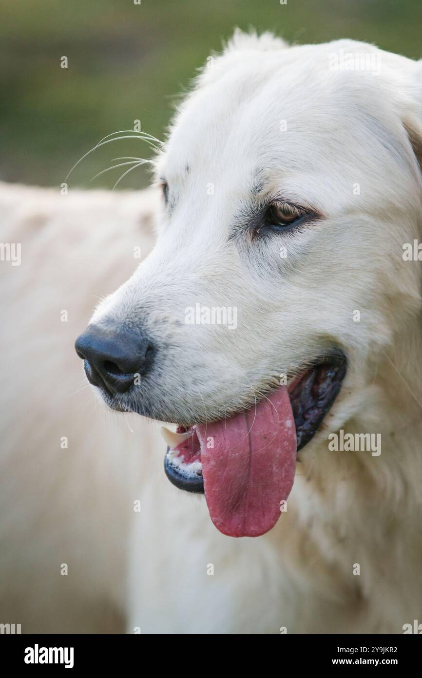 Ritratto di un po' di labrador godendosi il sole estivo. Foto Stock