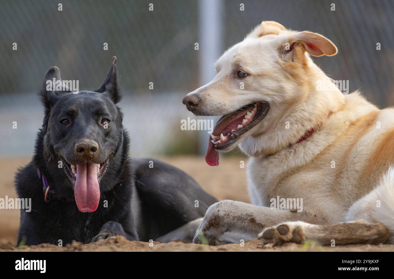 Due cani a pelo corto riposano nello sporco dopo aver giocato. Foto Stock