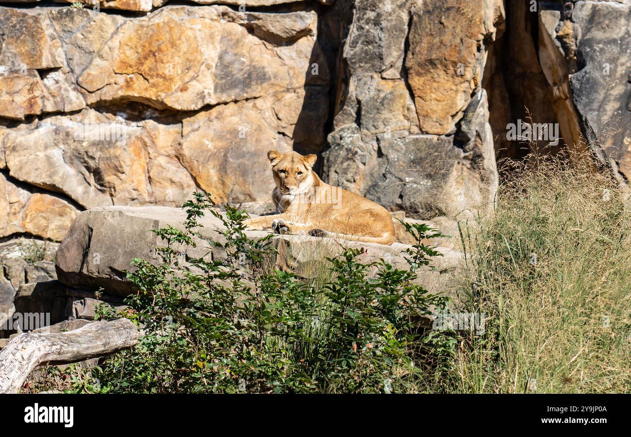 Lioness seduto sulla roccia nello zoo di Berlino, uno dei più antichi d'Europa. Foto Stock