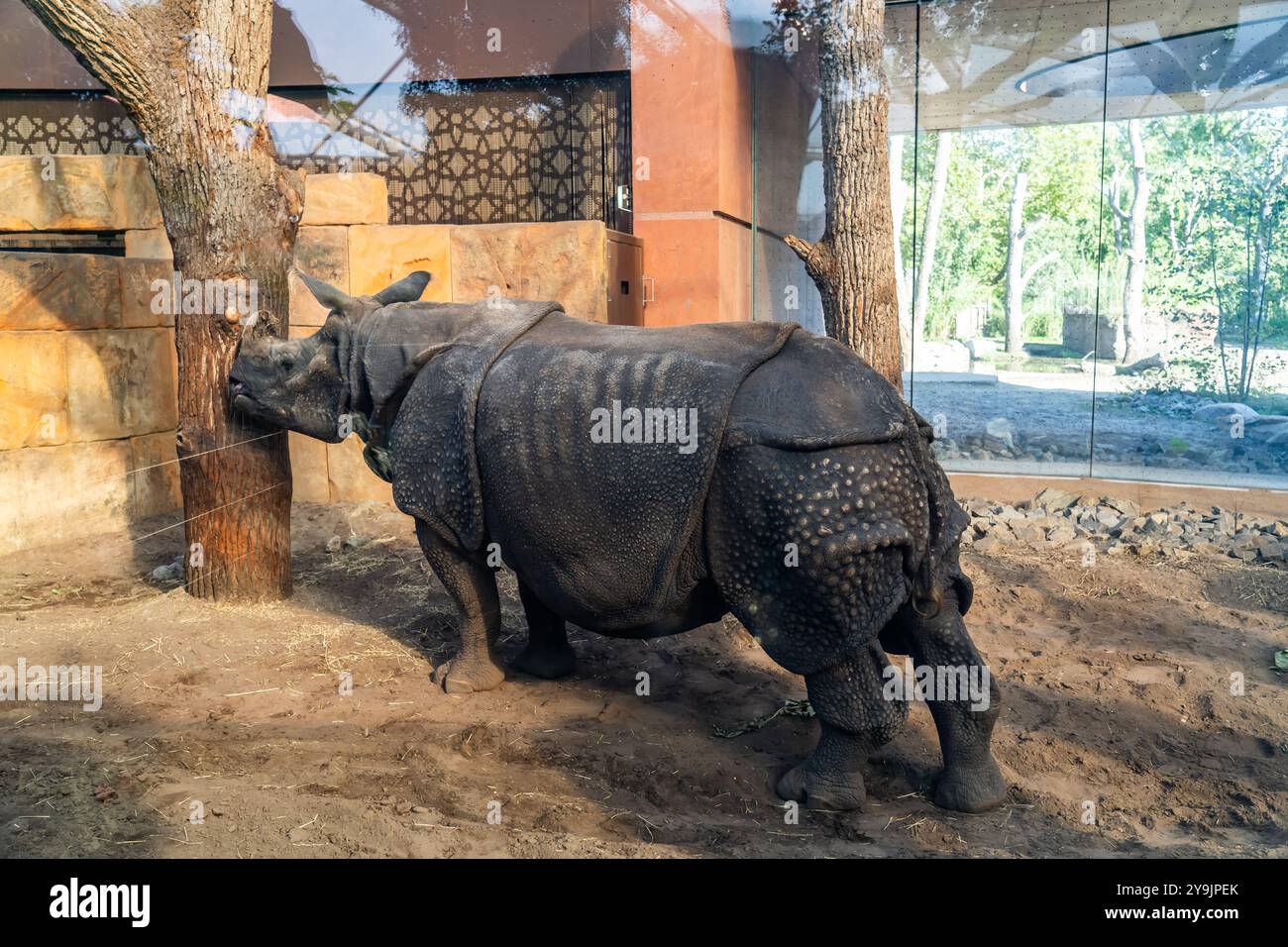 Uno degli zoo più antichi d'Europa: Lo zoo di Berlino. Un rinoceronte enorme e potente ama graffiare l'albero Foto Stock