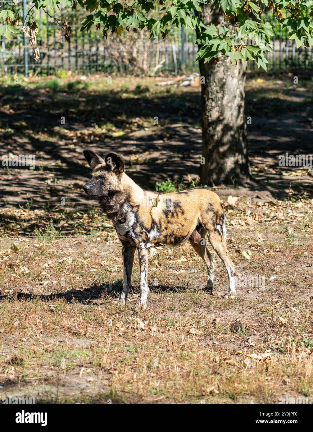 Wild Dog nello zoo di Berlino, il più antico zoo d'Europa Foto Stock