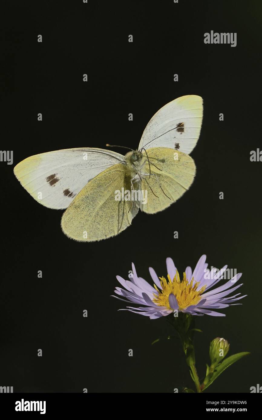 Un piccolo bianco (Pieris rapae) con ali spalmate che si avvicinano a un fiore viola con sfondo scuro, Assia, Germania, Europa Foto Stock