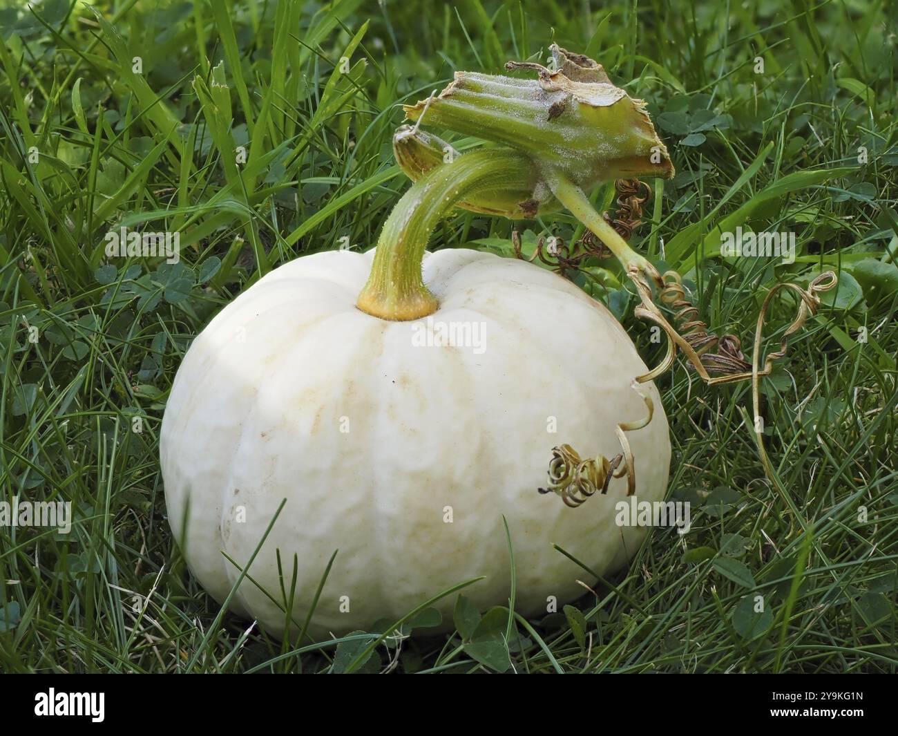 Famiglia delle zucche (Cucurbitaceae), zucca ornamentale, Renania settentrionale-Vestfalia, Germania, Europa Foto Stock