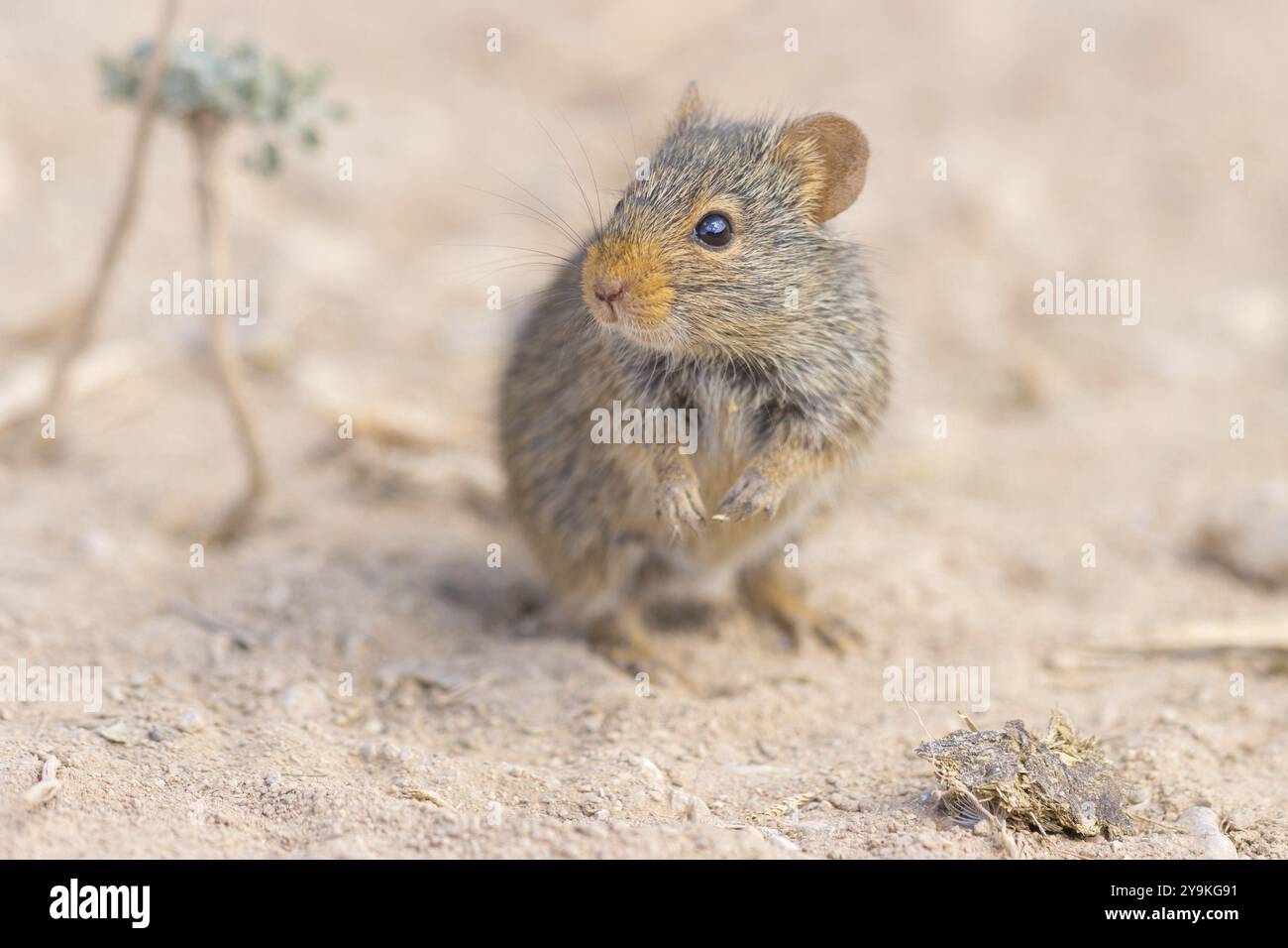 Ratto del Nilo, ratto erboso del Nilo (Arvicanthis niloticu) S, Medio Oriente, Oman, Governatorato di Dhofar, Oman, Governatorato di Dhofar, Oman, Asia Foto Stock