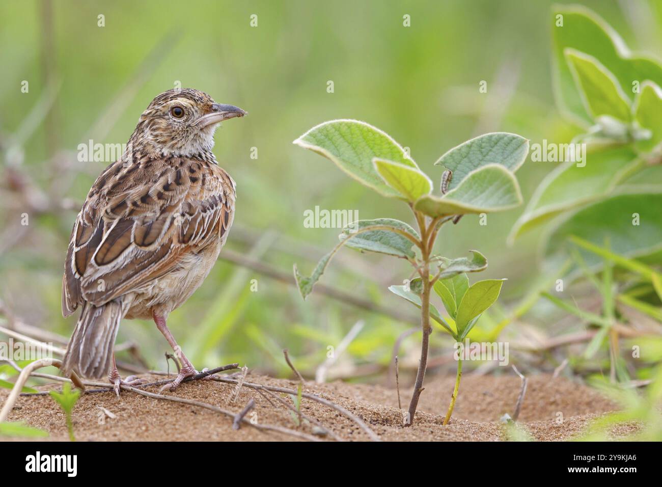 Lark di Sabot, (Calendulauda sabot), songbird, Africa, Sudafrica, KwaZulu-Natal, iSimangaliso Wetland Park, St. Lucia, KwaZulu-Natal, Africa Foto Stock