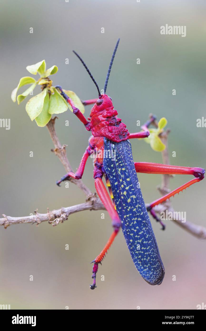 Grasshopper, insetto (Phymateus morbillosus), Africa, Sudafrica, famiglia di cavallette a testa conica, cavallette a testa conica, West Coast National P Foto Stock