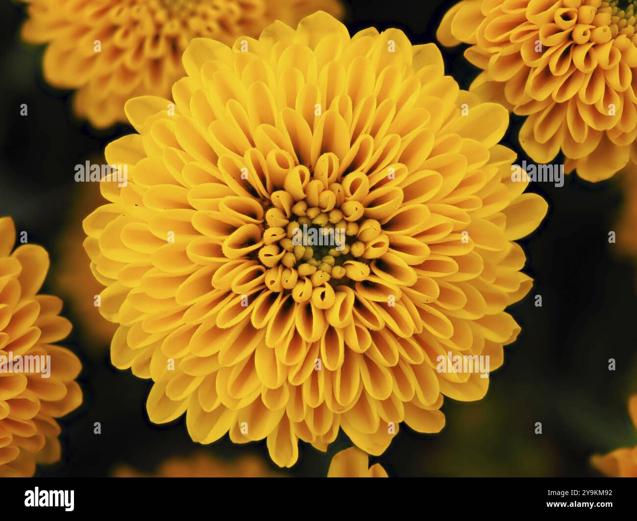 Crisantemi gialli (Crisanthemum), sfondo sfocato, Renania settentrionale-Vestfalia, Germania, Europa Foto Stock