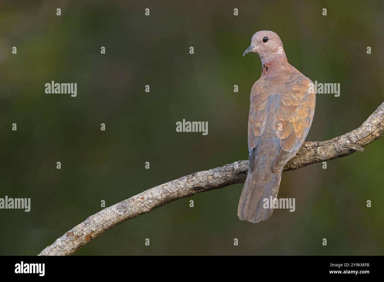 Palm Pigeon (Streptopelia senegalensis), Gambia, Africa, famiglia dei piccioni, campo di Tendaba / Tendaba Photo Hidd, Kwinella, South Bank, Gambia, Africa Foto Stock