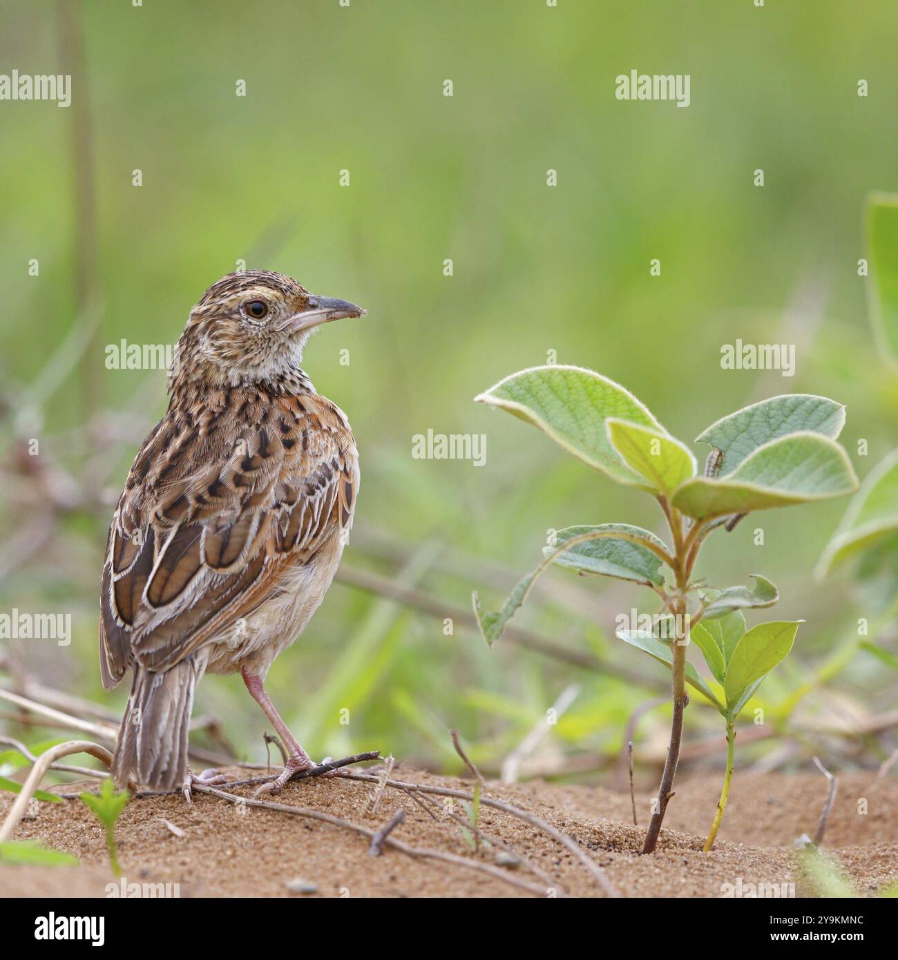 Lark di Sabot, (Calendulauda sabot), songbird, Africa, Sudafrica, KwaZulu-Natal, iSimangaliso Wetland Park, St. Lucia, KwaZulu-Natal, Africa Foto Stock