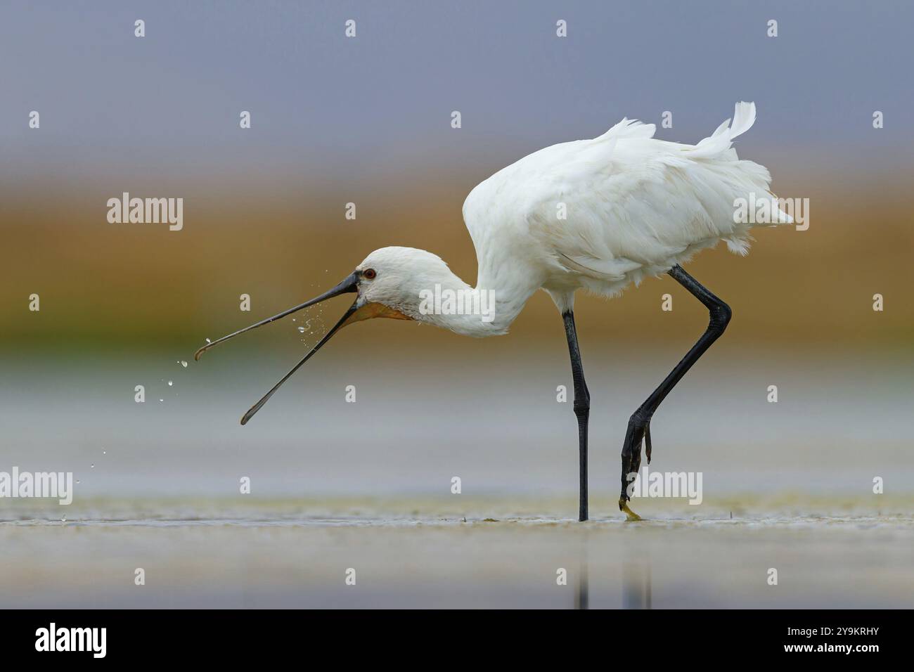 Cucchiaio (Platalea leucorodia), foraggio, famiglia di ibise e cucchiai, foraggio, biotopo, Stati Uniti, Nord America, Florida, Everglades, East Khawr, KH Foto Stock