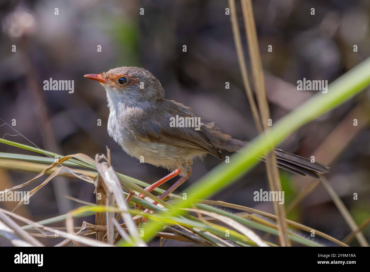 Una superba Fairywren femminile arroccata sull'erba Foto Stock