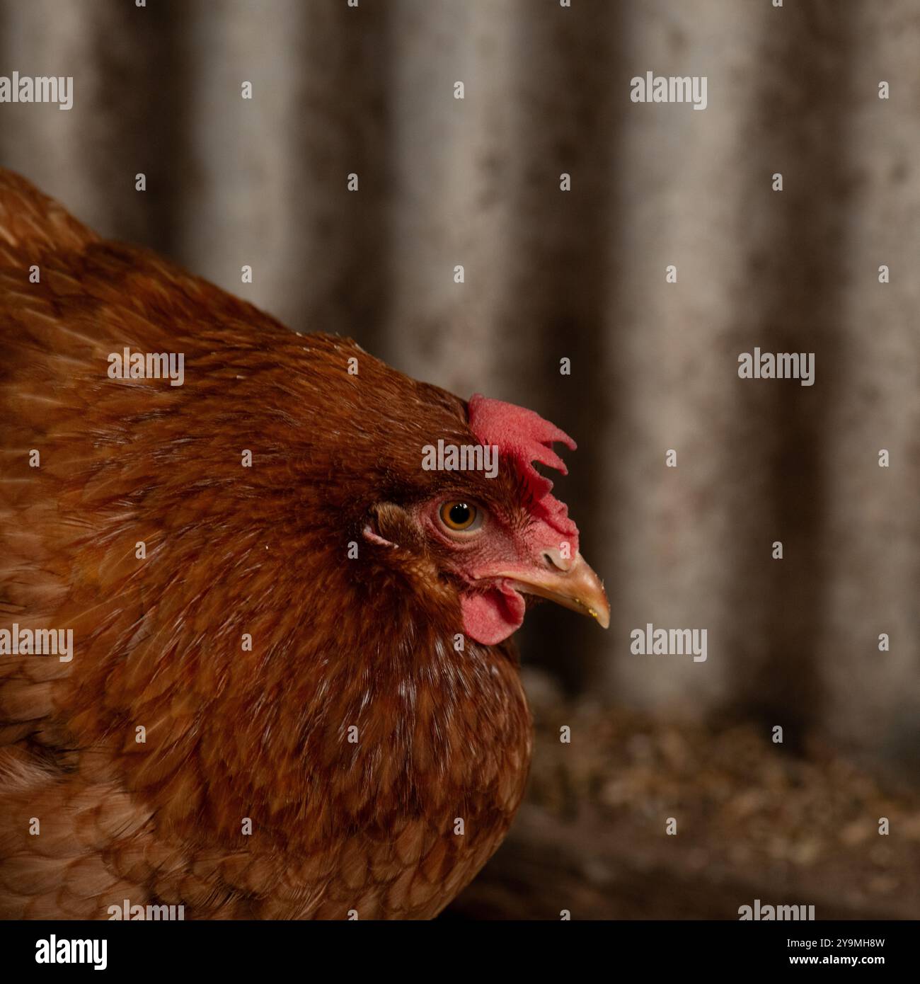 Il vecchio pollo con il pettine floppy ha superato la posa Foto Stock
