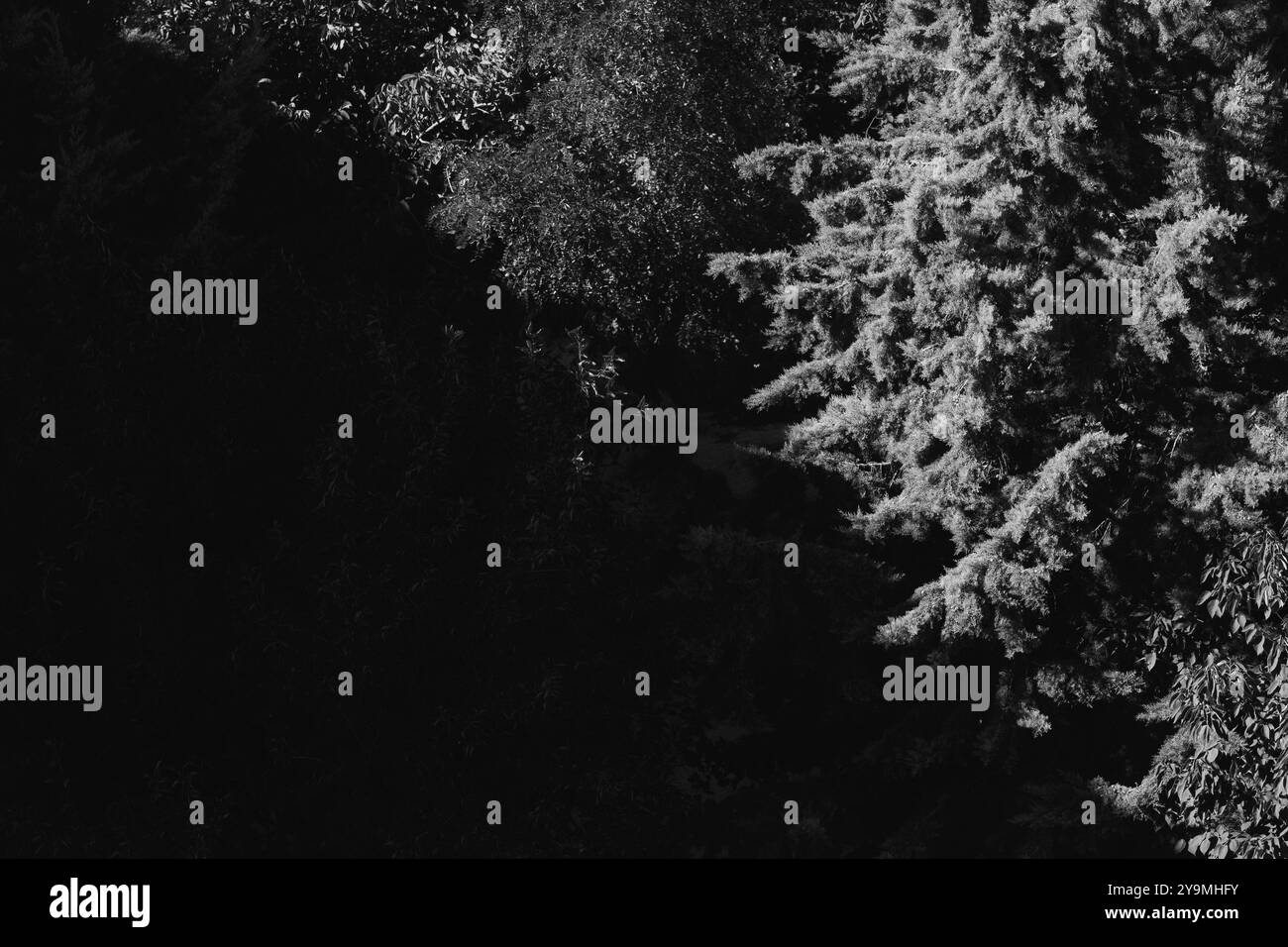 Alberi Evergreen divisi dalla luce del sole mattutino: Un concetto di dualità in forma triangolare Foto Stock