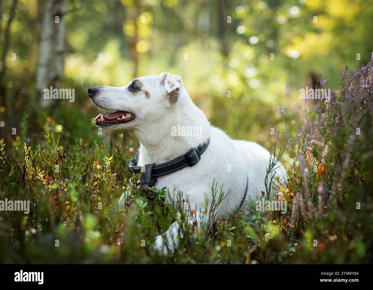 Un cane gioioso riposa tra vibranti fiori selvatici in una lussureggiante foresta, crogiolandosi nel calore di una giornata di sole, circondato dal verde e dalla tranquillità della natura. Foto Stock