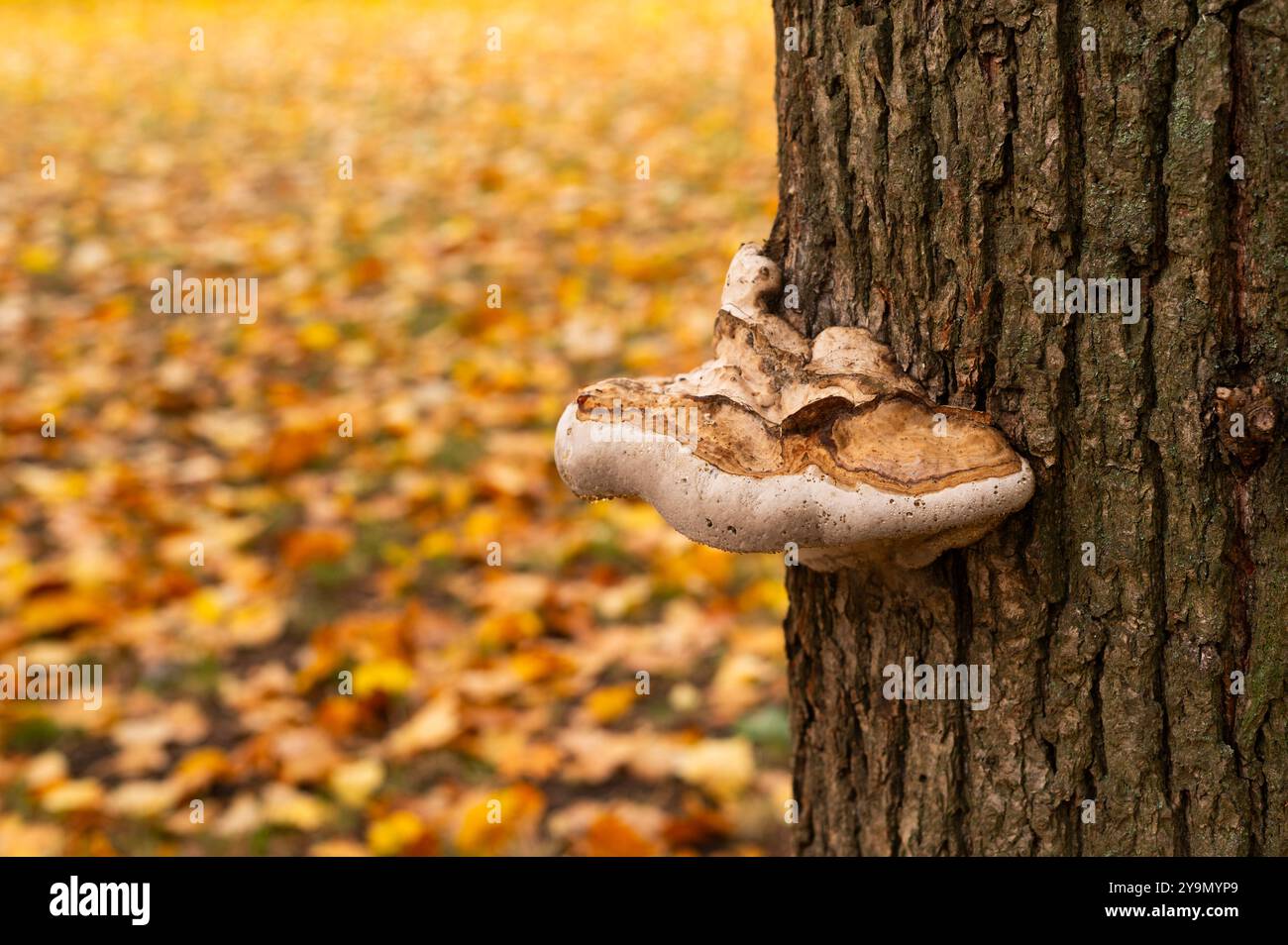un grande fungo di latta cresce su un albero Foto Stock