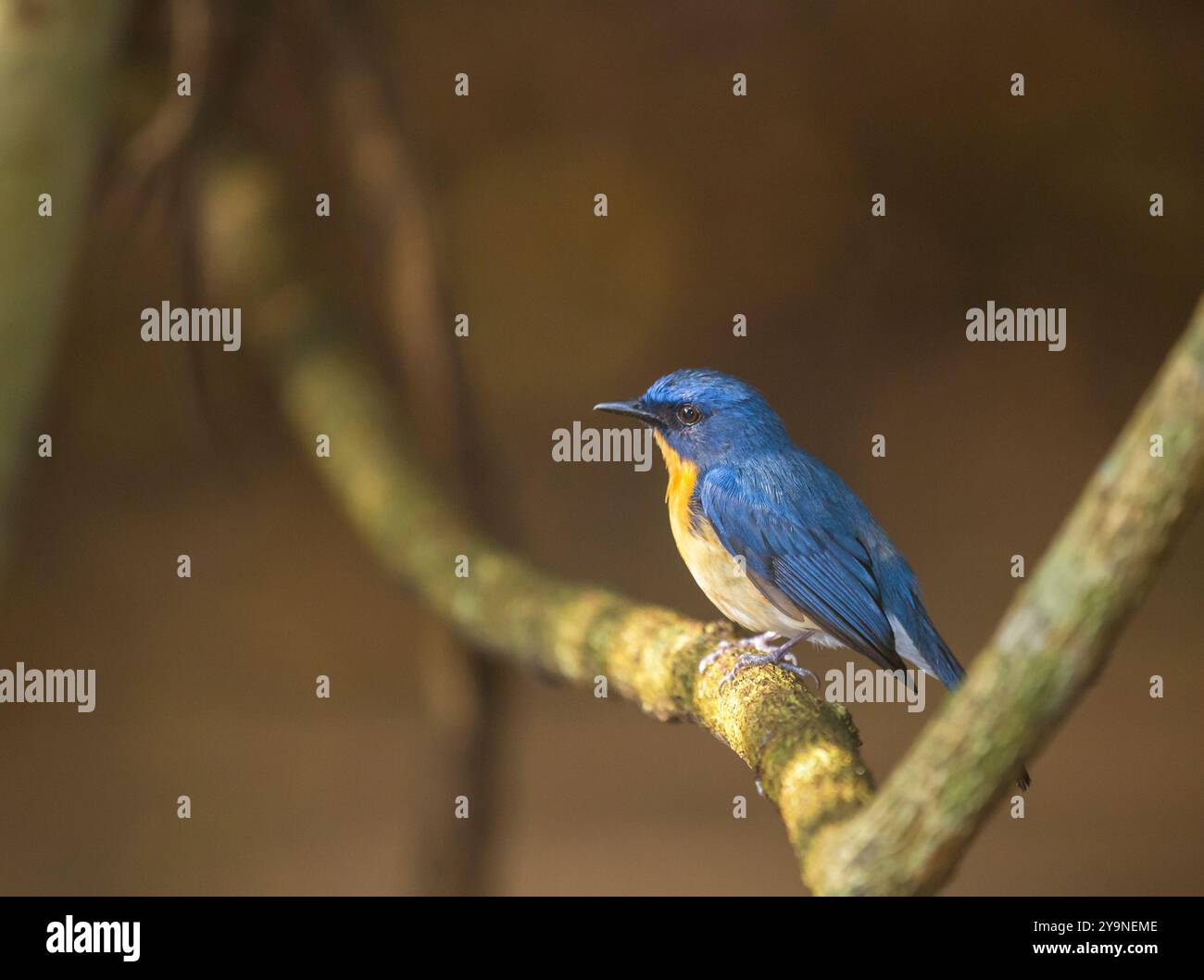 Il Blue Flycatcher di Tickell in una foresta Foto Stock