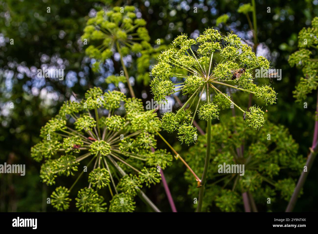 Angelica archangelica. Gambi e gemme di fiori Garden angelica. Foto Stock