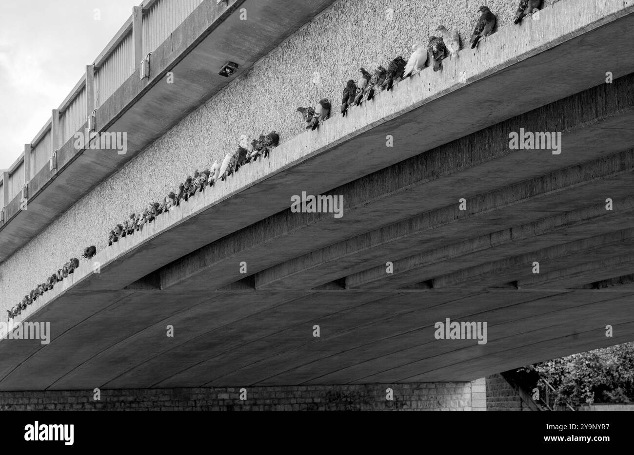 I piccioni si allinearono sull'arco di un ponte a Maidstone, Kent, Regno Unito Foto Stock