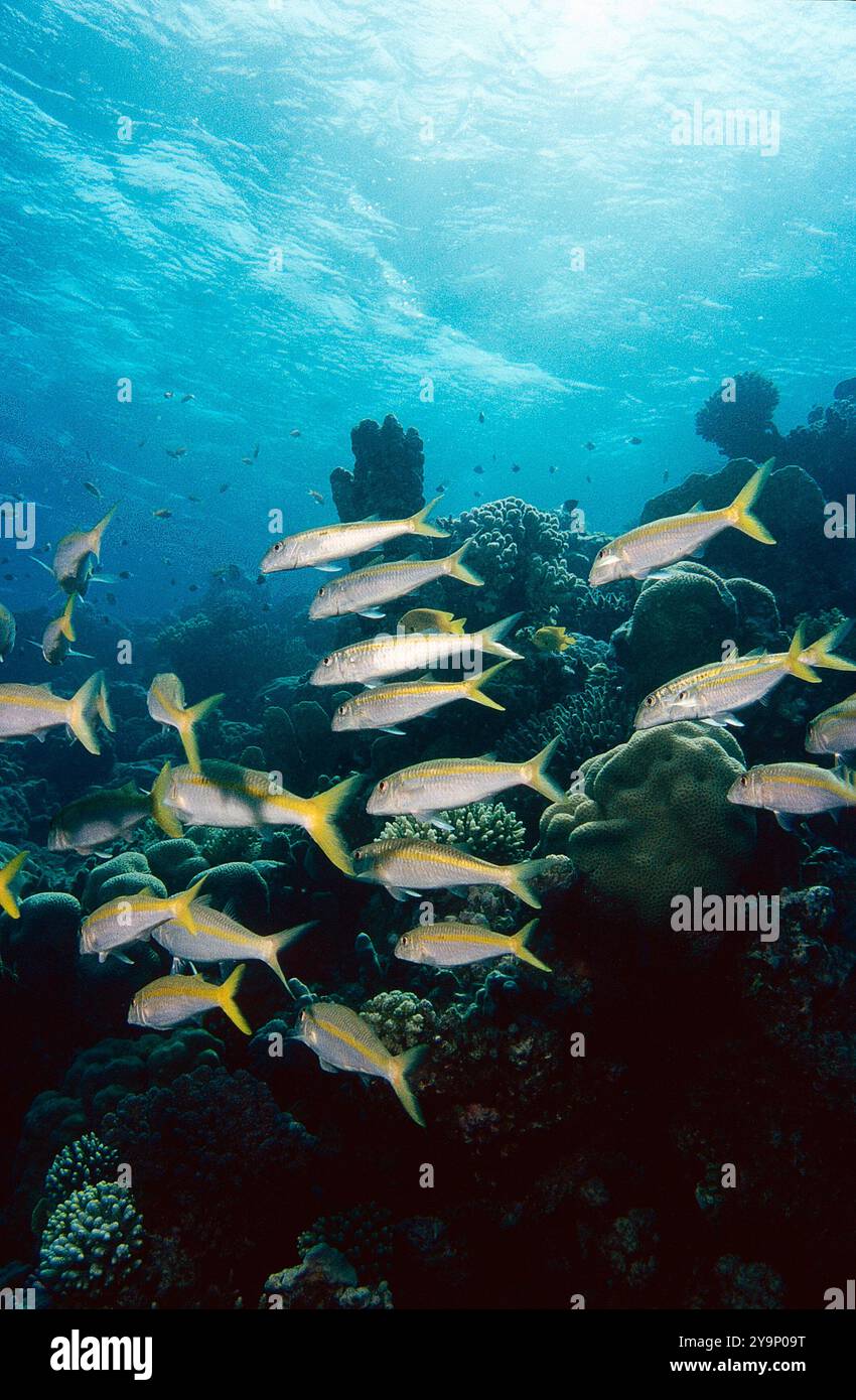 Una scuola di pesci nuota graziosamente attraverso una vibrante barriera corallina, mostrando la bellezza e la diversità della vita marina nelle profondità dell'oceano. Foto Stock