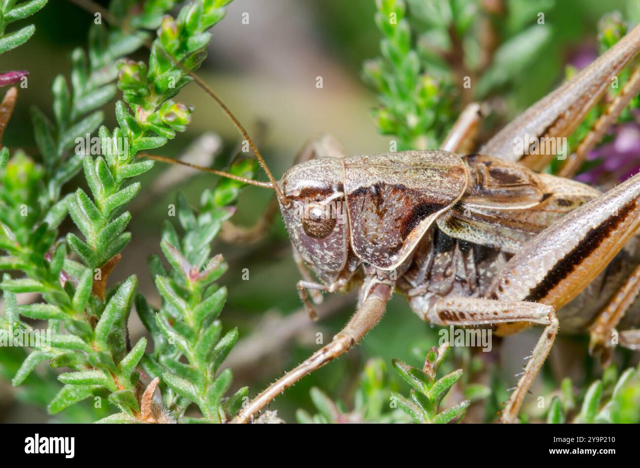 Maschio Bog Bush Cricket adulto (Metrioptera brachyptera). Tettigonioidea. Sussex, Regno Unito Foto Stock