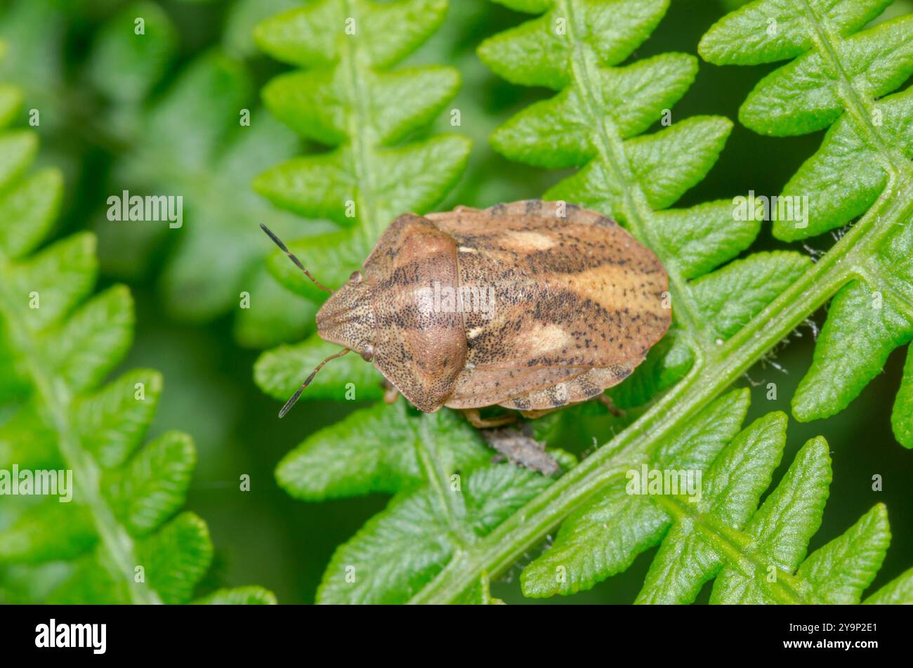 Cimice comune delle tartarughe (Eurygaster testudinaria). Scutelleridae. Sussex, Regno Unito Foto Stock