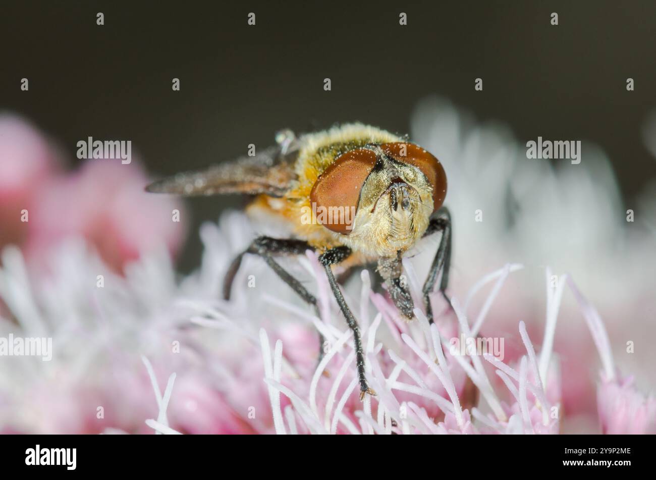Femmina Bug Fly o pipistrello alato Phasia (Phasia hemiptera), Tachinidae. Cornovaglia, Regno Unito Foto Stock