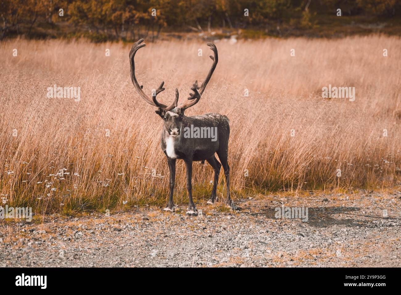 Maestosa renna nel Wilds of Finland Foto Stock