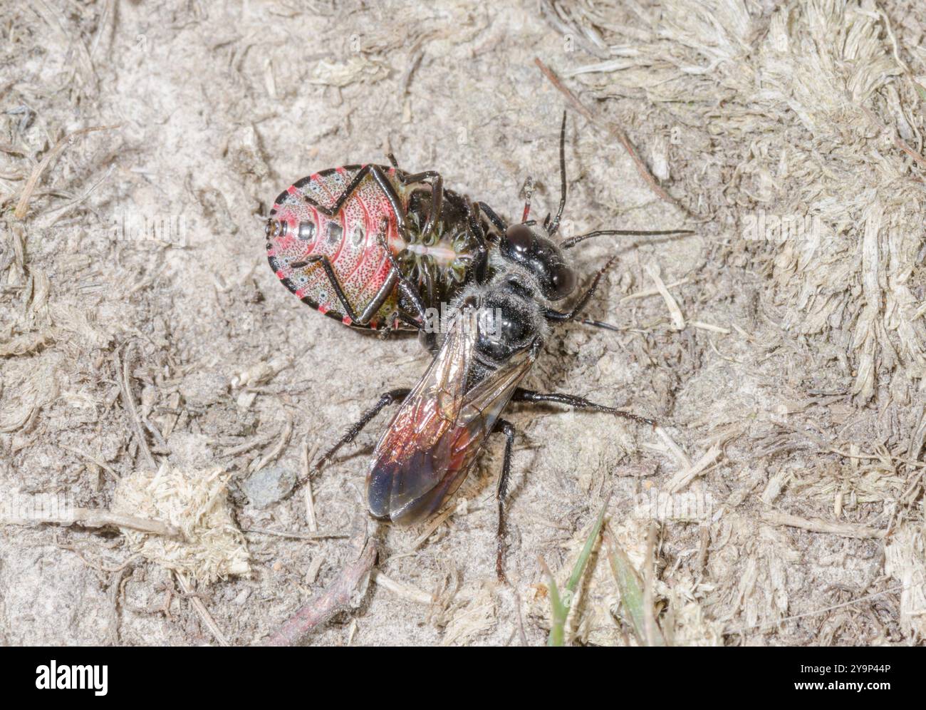 Shieldbug Stalker Wasp (Astata Boops) con preda pentatomide, Crabronidae. Sussex, Regno Unito Foto Stock