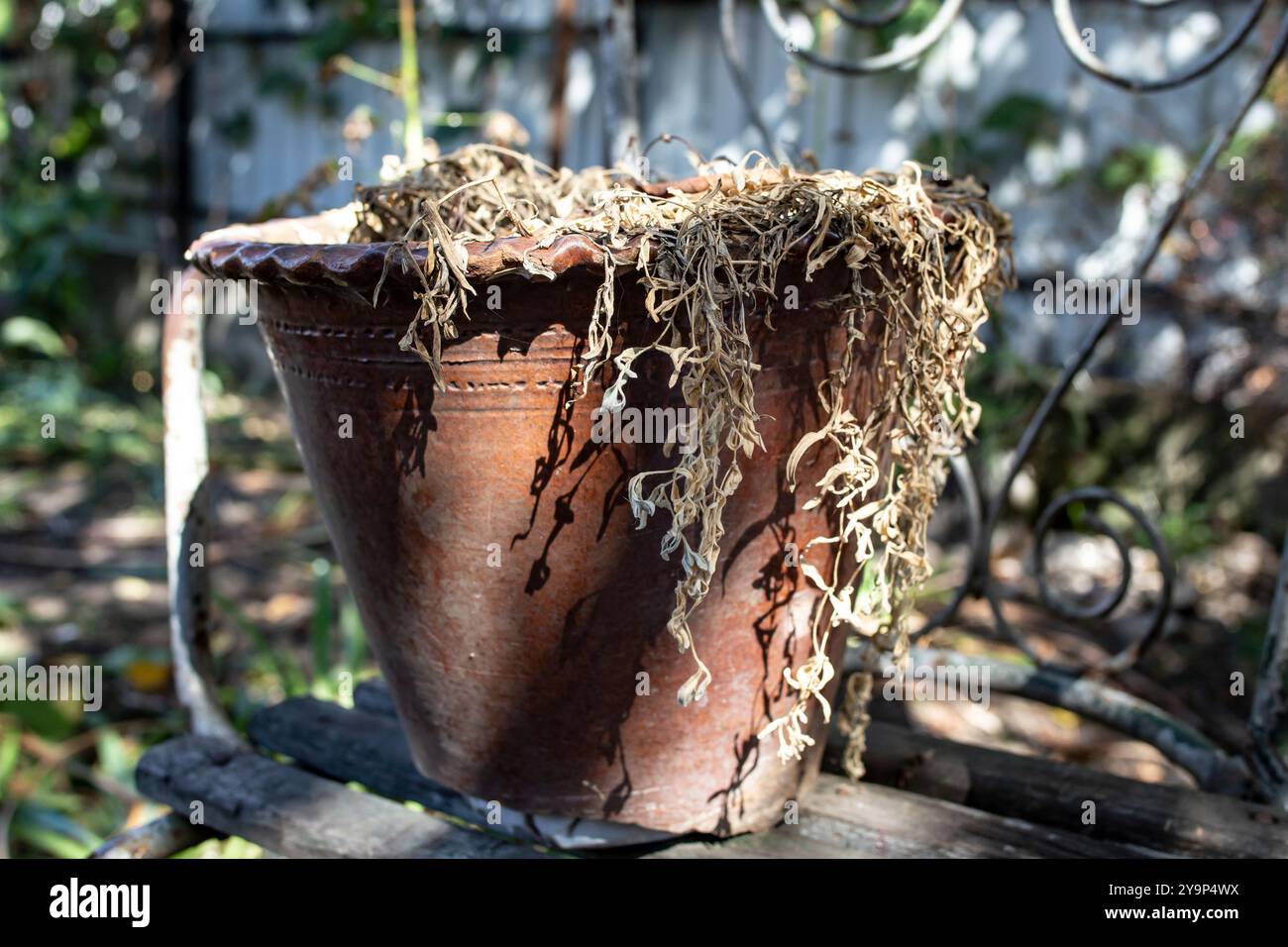 Pianta morta e secca in un vaso bianco, sullo sfondo di un caldo giardino estivo Foto Stock