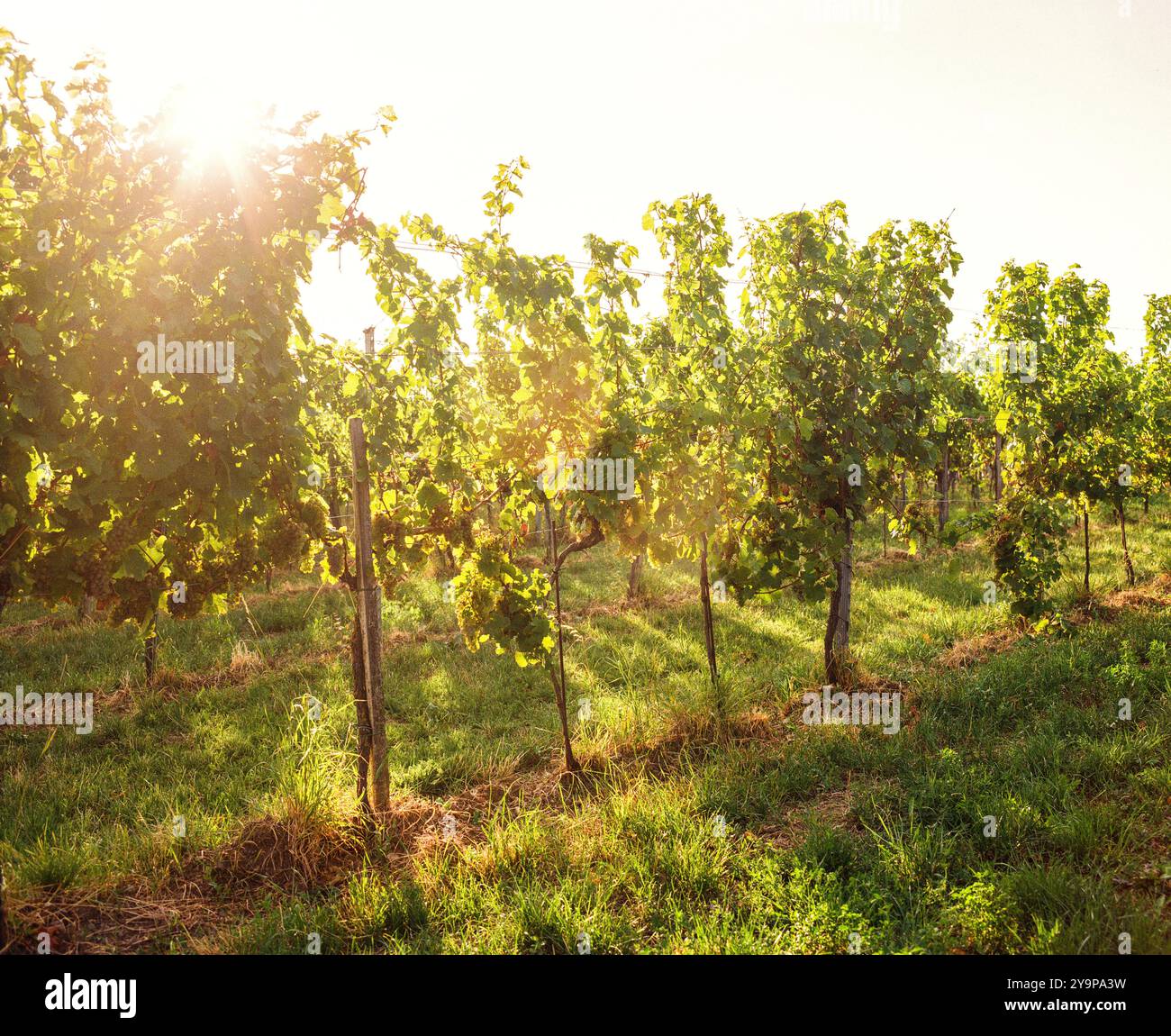 Hans und Fritz Buschenschank, azienda vinicola austriaca (HEURIGER) Krapfenwaldgasse, Vienna, Austria. Foto Stock