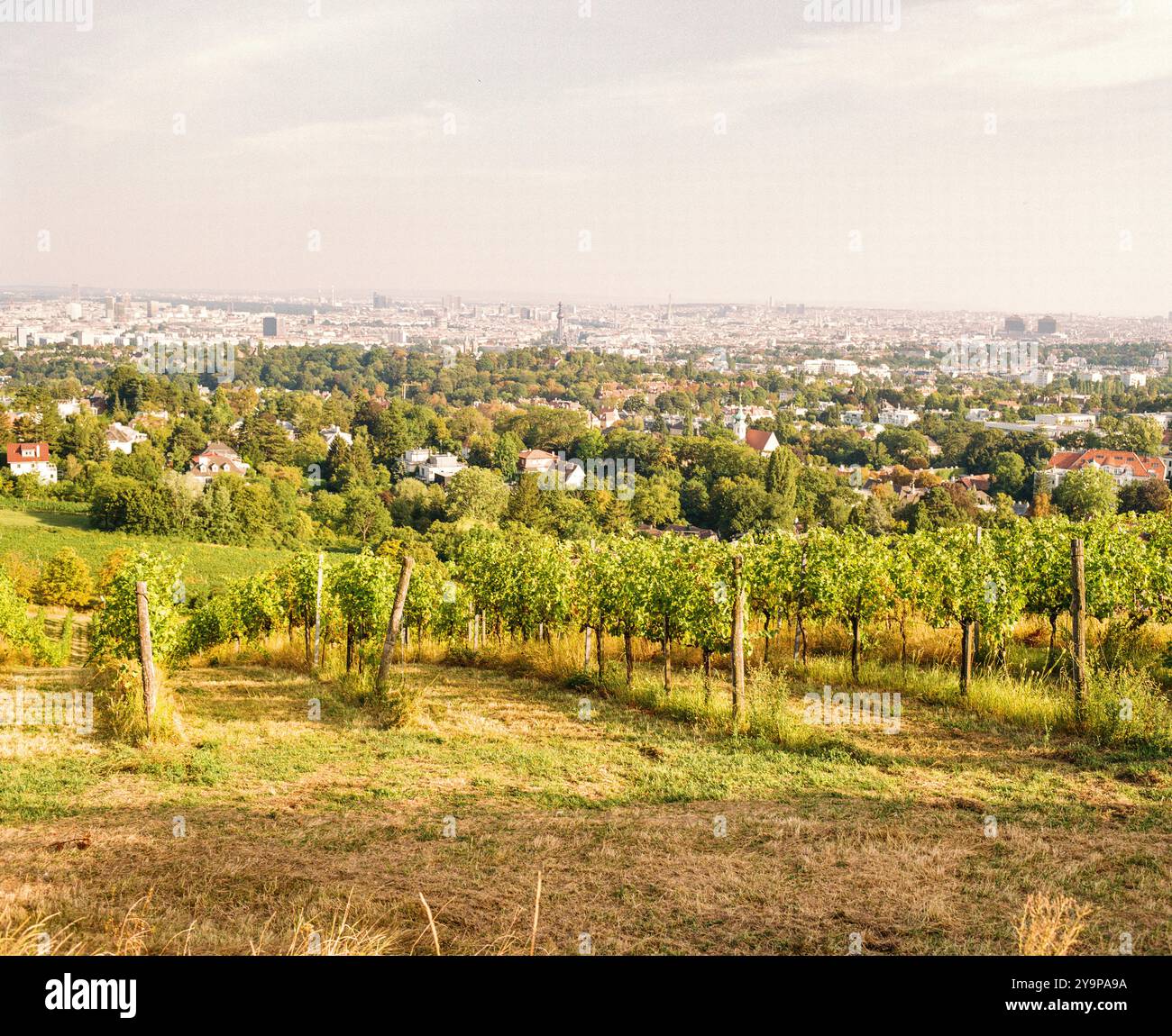 Hans und Fritz Buschenschank, azienda vinicola austriaca (HEURIGER) Krapfenwaldgasse, Vienna, Austria. Foto Stock