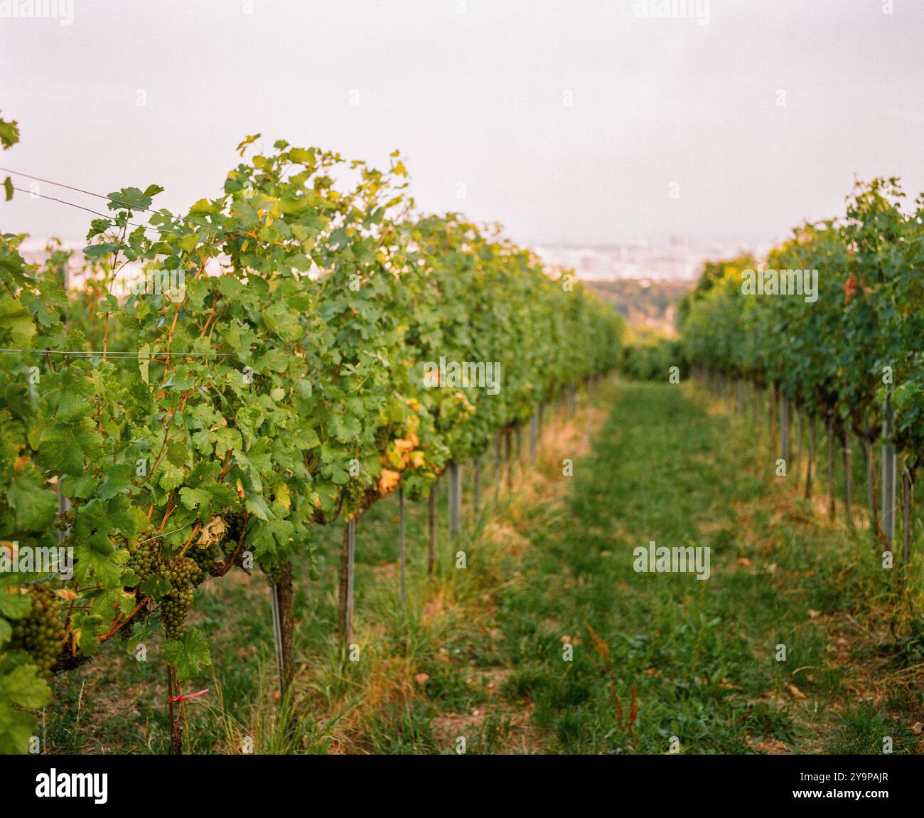 Hans und Fritz Buschenschank, azienda vinicola austriaca (HEURIGER) Krapfenwaldgasse, Vienna, Austria. Foto Stock