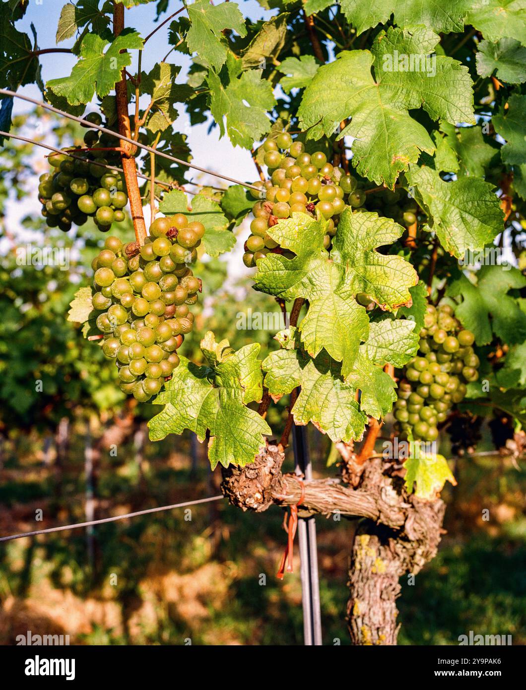 Hans & Fritz Buschenschank, azienda vinicola austriaca (HEURIGER) Krapfenwaldgasse, Vienna, Austria. Foto Stock