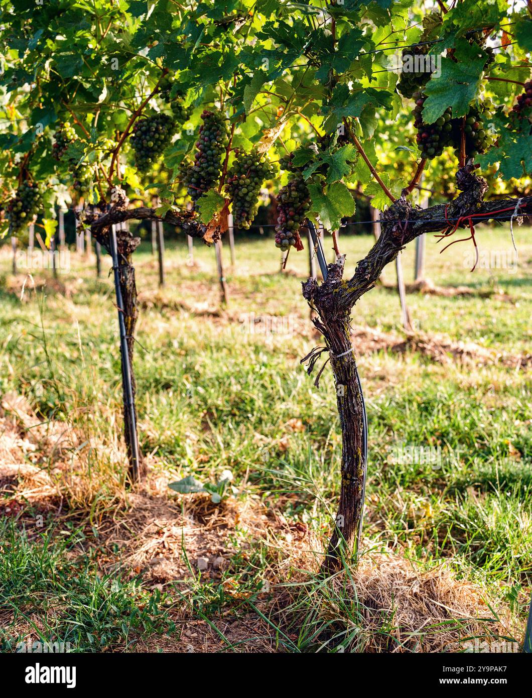 Hans & Fritz Buschenschank, azienda vinicola austriaca (HEURIGER) Krapfenwaldgasse, Vienna, Austria. Foto Stock