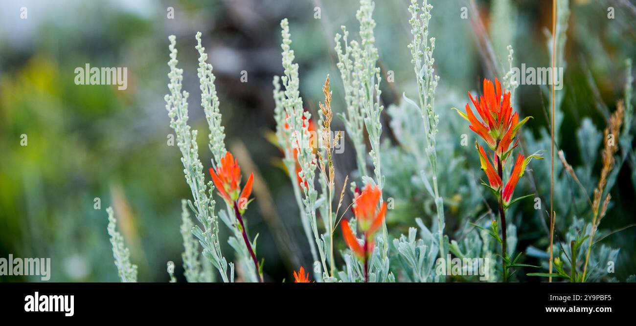 Red Indian Paintbrush e Sage Brush Foto Stock