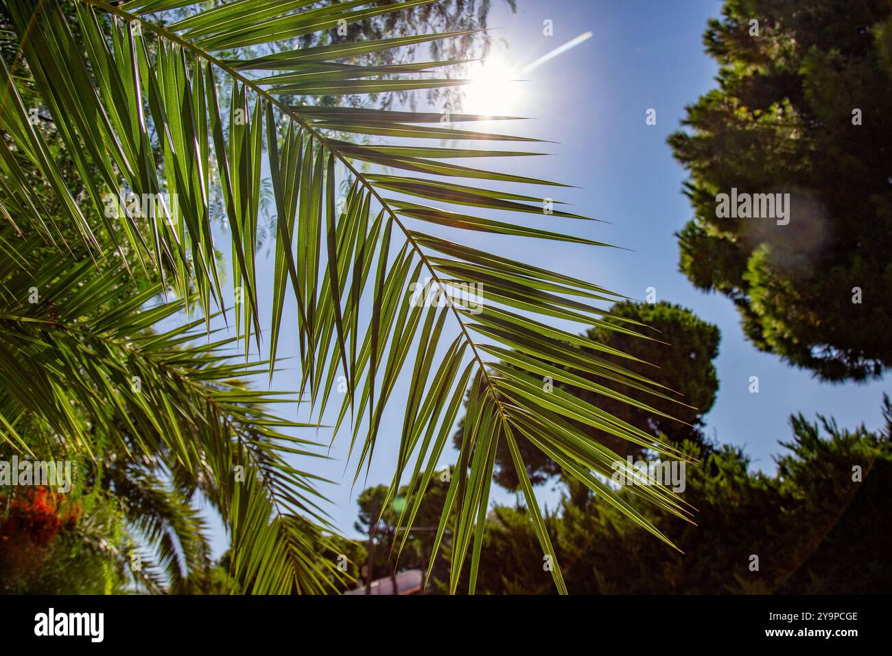 fronde di palme lussureggianti e verdi che si arroccano con grazia su sfondo illuminato dal sole Foto Stock