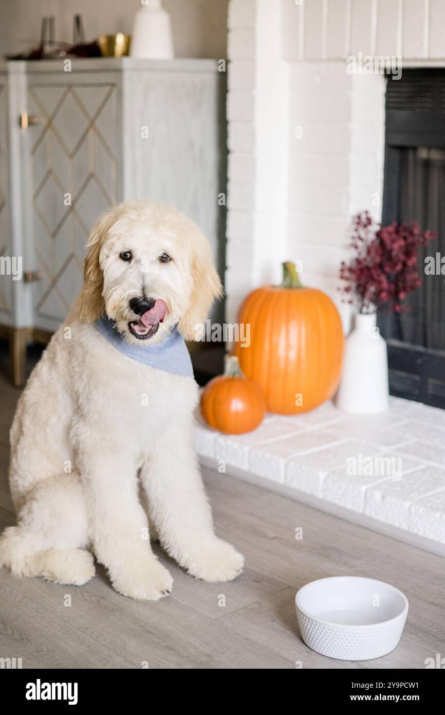 Cane seduto sulle labbra di fronte al caminetto e alla ciotola Foto Stock