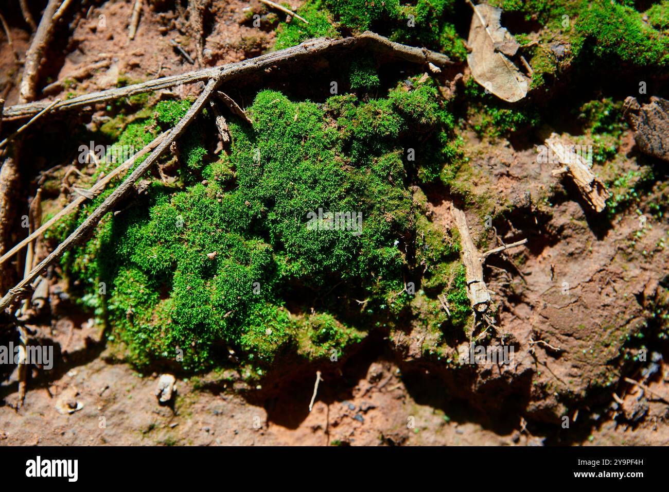 Muschio verde cresciuto per terra Foto Stock