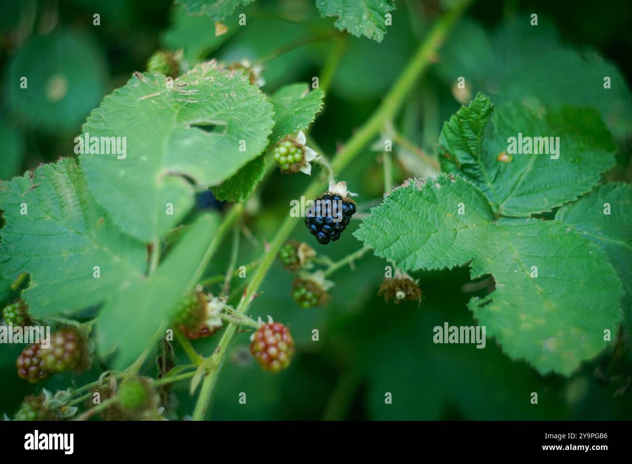 Primo piano di Wild BlackBerry a Forest Foto Stock