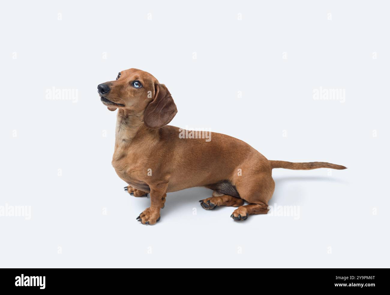 Cane carino che guarda la macchina fotografica, razza Dachshund, isolato su sfondo bianco Foto Stock